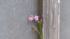 Talinum paniculatum