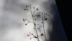 Talinum paniculatum