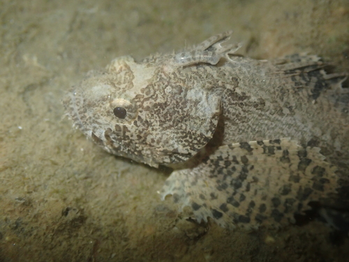 Goblinfish (Vespicula trachinoides) — Tetrarogidae