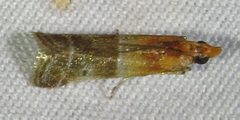 Moodna pallidostrinella