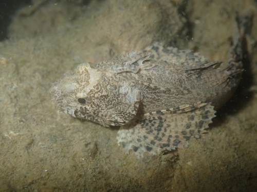 Goblinfish (Vespicula trachinoides) — Tetrarogidae — 5