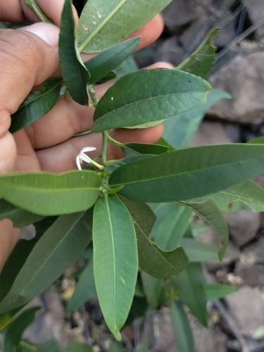Image of Vallesia Laciniata (Vallesia laciniata) by no rights reserved