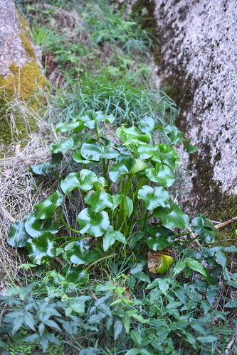 Image of Ornduffia calthifolia by (c) Em Lamond, some rights reserved (CC BY)