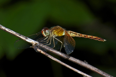 Neurothemis intermedia