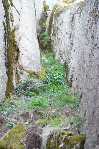 Image of Ornduffia calthifolia by (c) Em Lamond, some rights reserved (CC BY)
