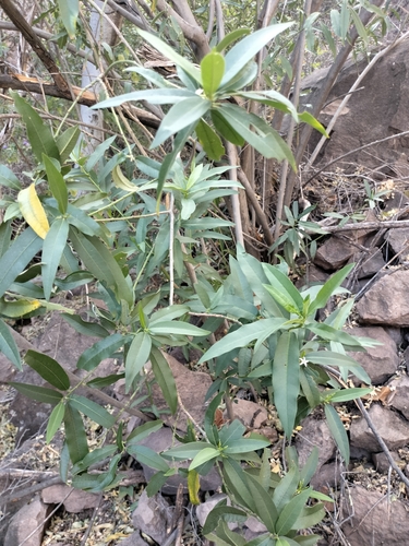 Image of Vallesia Laciniata (Vallesia laciniata) by no rights reserved