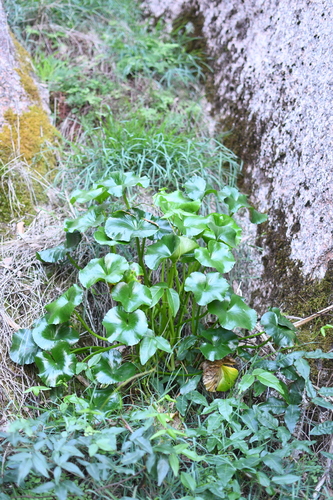 Image of Ornduffia calthifolia by (c) Em Lamond, some rights reserved (CC BY)