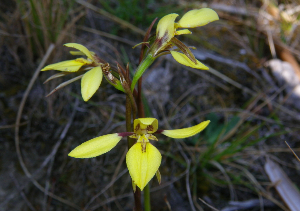 Diuris systena