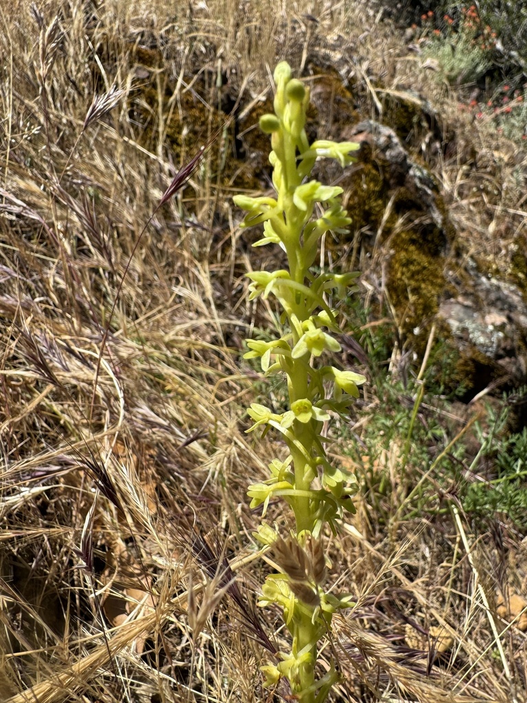Platanthera michaelii