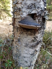 Phellinus cinereus
