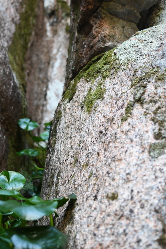 Image of Ornduffia calthifolia by (c) Em Lamond, some rights reserved (CC BY)