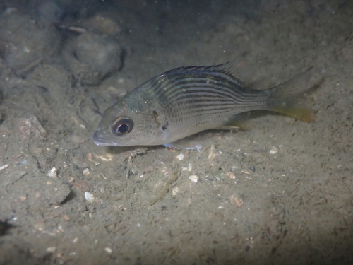 Yellowfin seabream (Acanthopagrus latus) — Sparidae