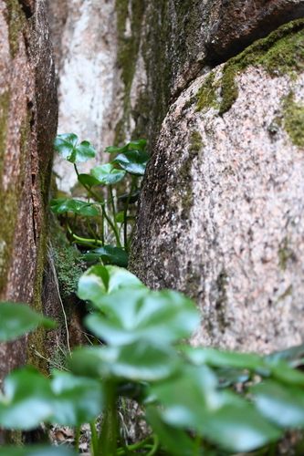 Image of Ornduffia calthifolia by (c) Em Lamond, some rights reserved (CC BY)