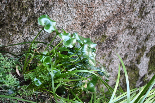 Image of Ornduffia calthifolia by (c) Em Lamond, some rights reserved (CC BY)