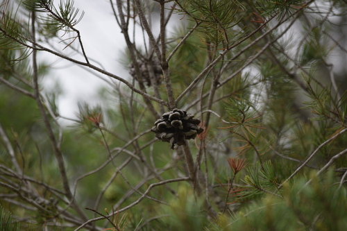 Image of Pinus remota by (c) William Harmon, some rights reserved (CC BY)