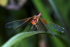 Neurothemis intermedia