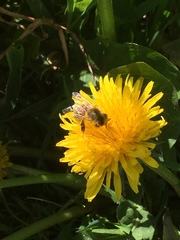 Apis mellifera