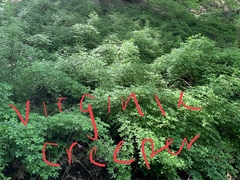 Eleutherococcus sieboldianus