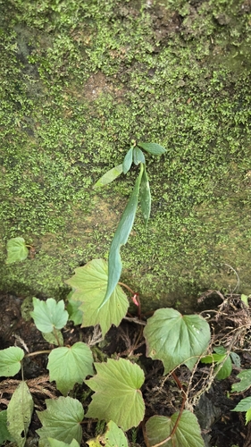 Antrophyum reticulatum observed 2024-05-19