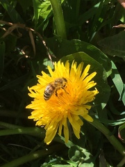 Apis mellifera
