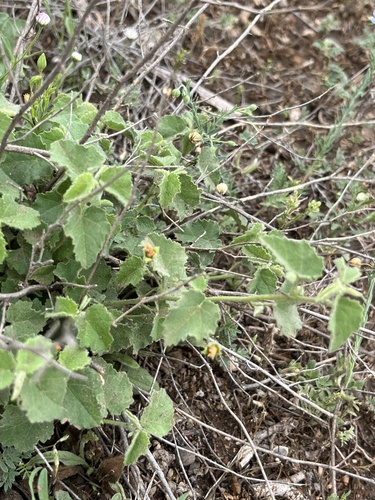 Image of Abutilon parvulum by (c) harrier, some rights reserved (CC BY)