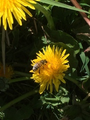 Apis mellifera