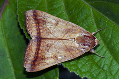 Ophiusa trapezium