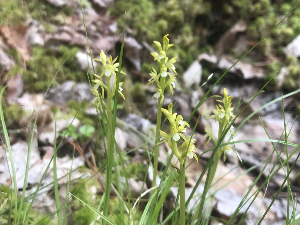 Corallorhiza trifida