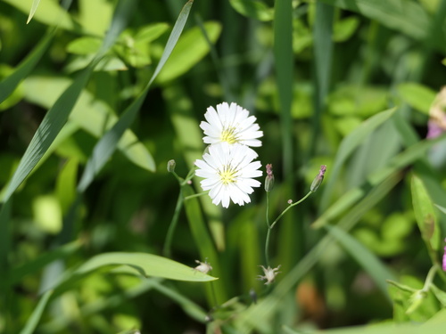 Ixeris chinensis iNat (1)