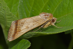 Ophiusa trapezium
