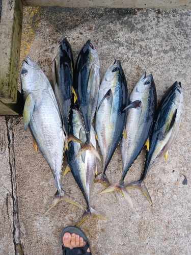 Yellowfin tuna