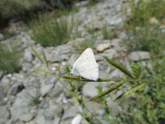 Satyrium sylvinus dryope