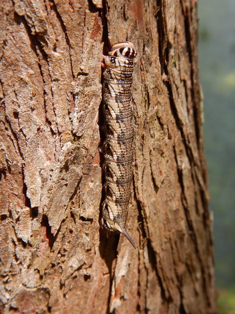 Cypress Sphinx