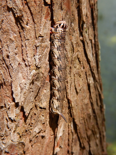 Cypress Sphinx