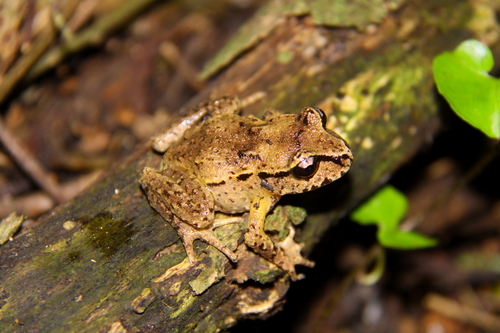 Stephen Island Frog, Leiopelma hamiltoni