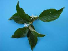 Sabicea cinerea