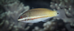 Blue-Ribbon Wrasse photo 2