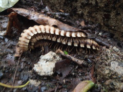 Nyssodesmus python