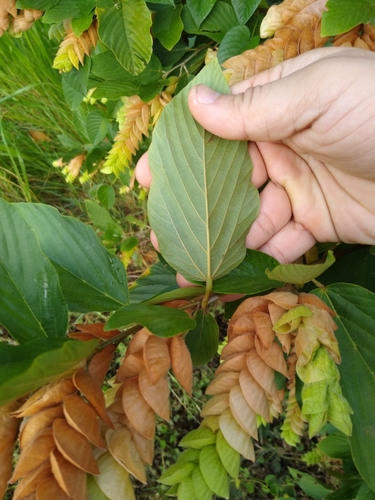 Image of Flemingia strobilifera by no rights reserved