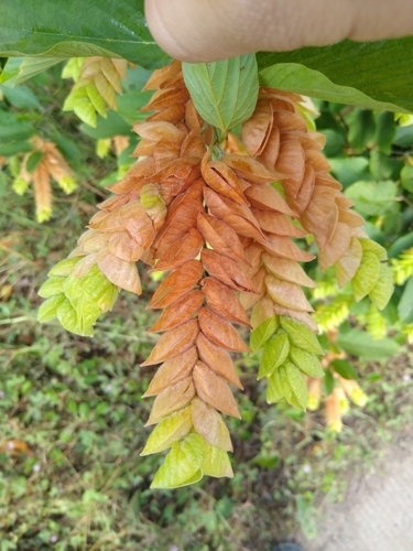 Image of Flemingia strobilifera by no rights reserved