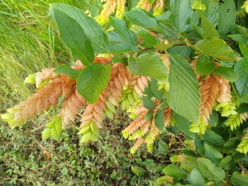 Image of Flemingia strobilifera by no rights reserved