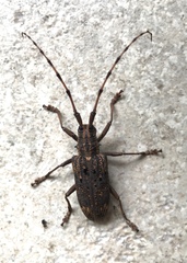 Pharsalia subgemmata