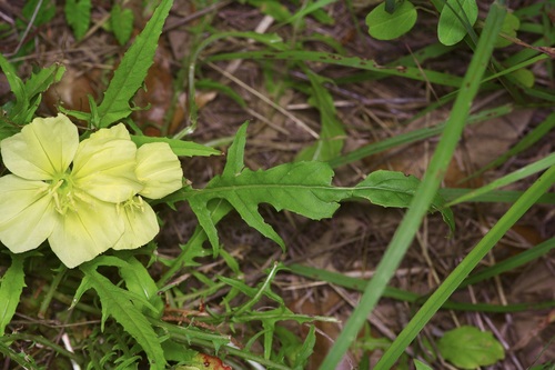 Image of Oenothera triloba by (c) Michelle W. （鍾偉瑋）, some rights reserved (CC BY)