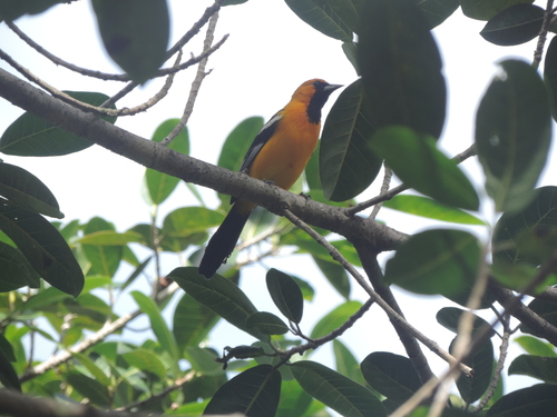 Icterus auratus