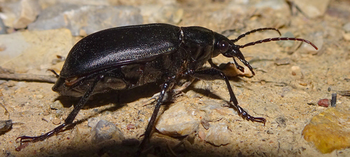 Calosoma olivieri