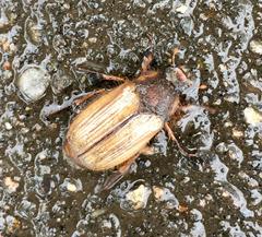 Amphimallon solstitiale