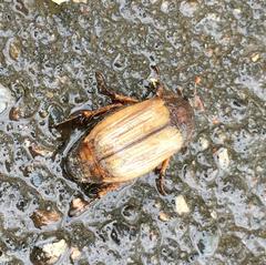 Amphimallon solstitiale