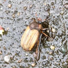 Amphimallon solstitiale