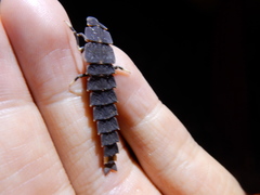 Pyrocoelia praetexta