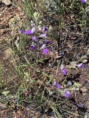 Collinsia linearis